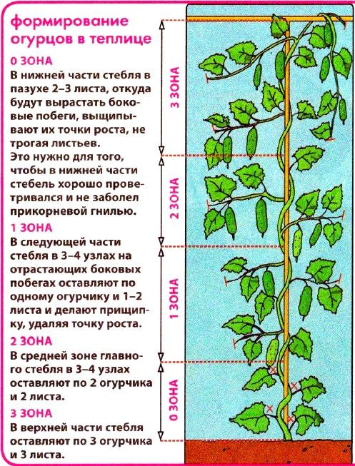 Огурец в теплице